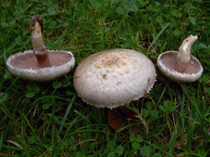 Шампиньон плоскошляпковый agaricus placomyces