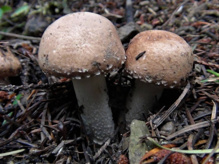 Шампиньон тёмно-красный (agaricus haemorrhoidarius)