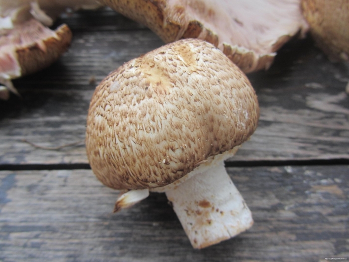 Шампиньон августовский agaricus augustus