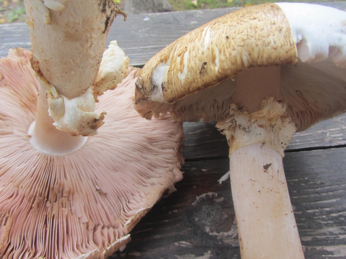 Шампиньон лесной