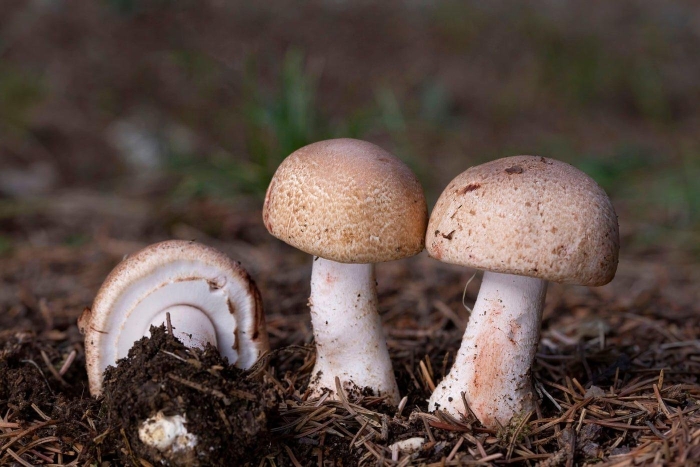 Agaricus silvaticus