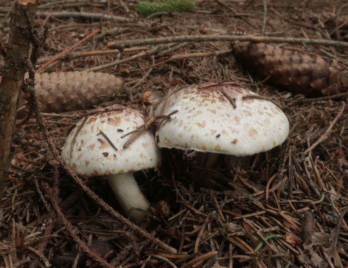 Шампиньон гриб