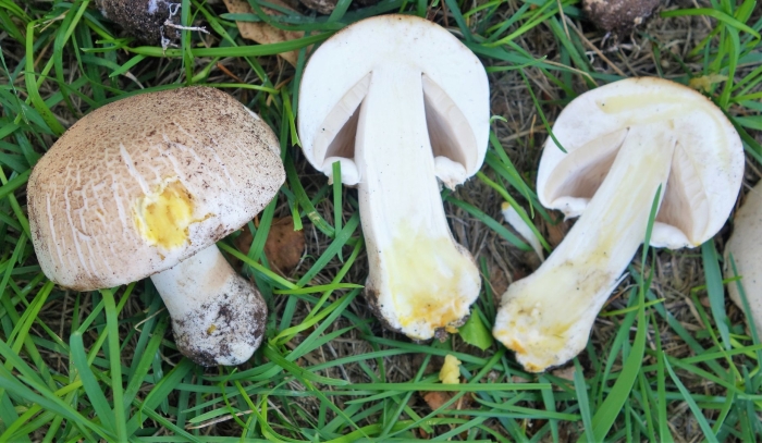 Жёлтокожий шампиньон