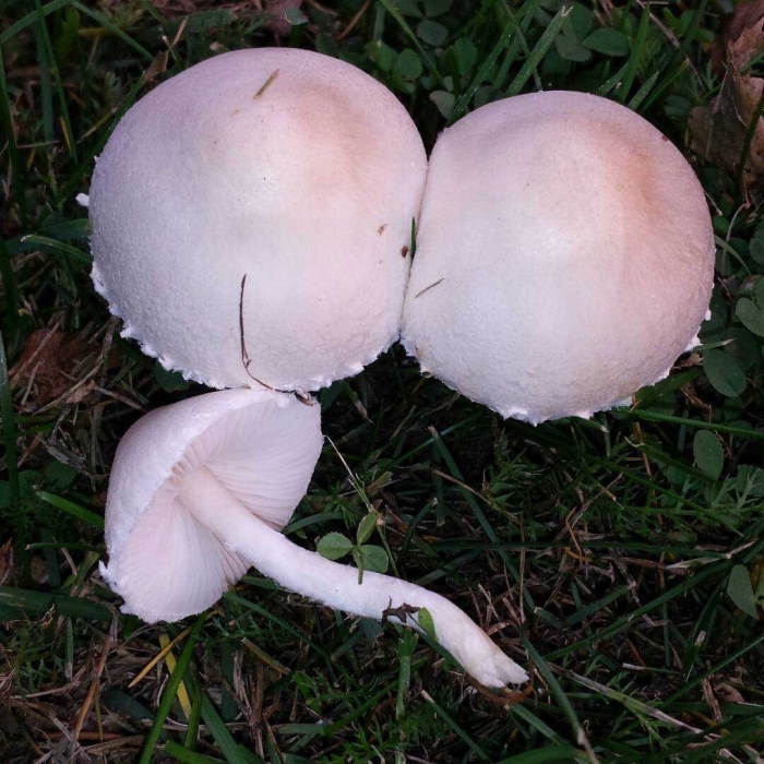 Белошампиньон румянящийся