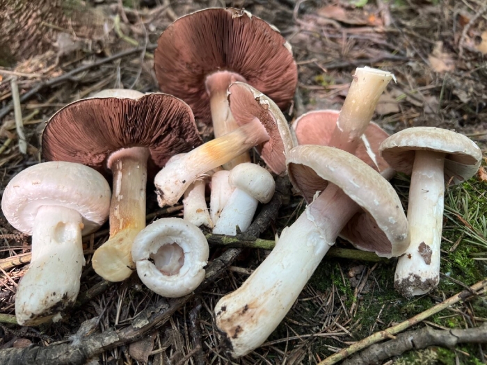 Гриб шампиньон лесной съедобный