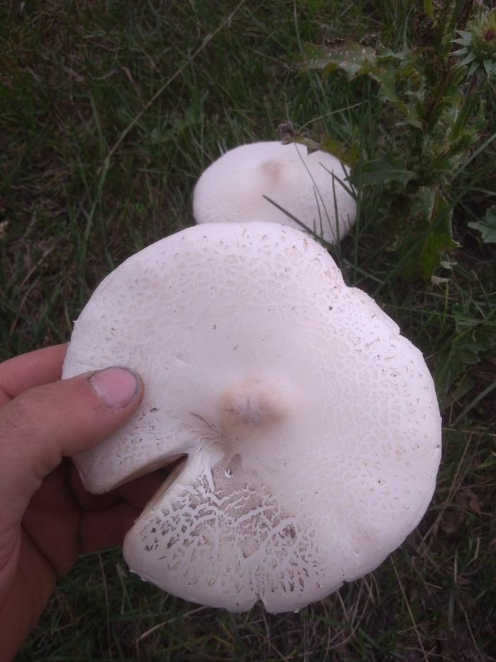 Белошампиньон краснопластинчатый (leucoagaricus leucothites)