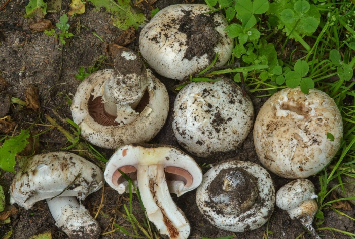 Шампиньон двукольцевой