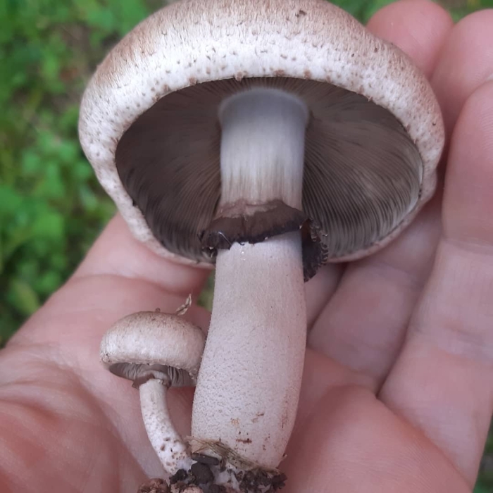 Обыкновенный шампиньон (agaricus campester)