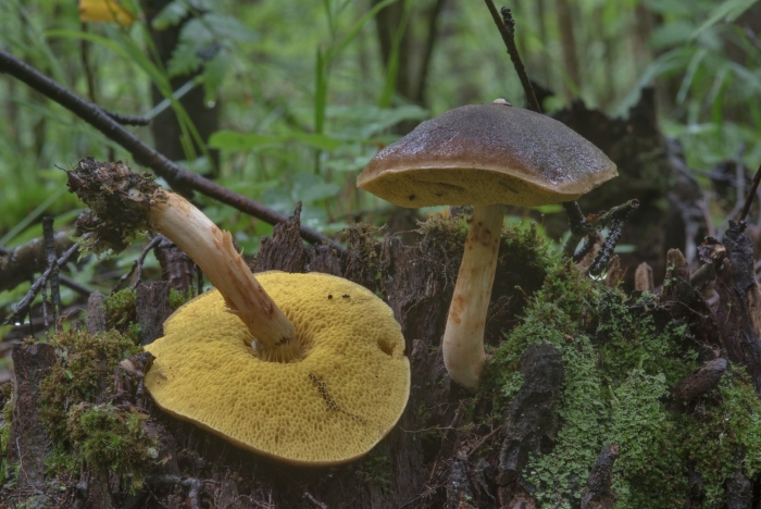 Гриб моховик ложный