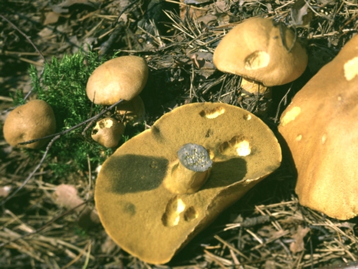 Масленок моховик желто бурый
