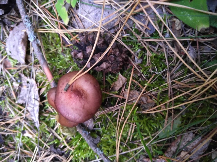 Мокруха пурпуровая