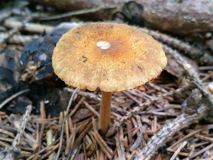 Гриб волоконница патуйяра