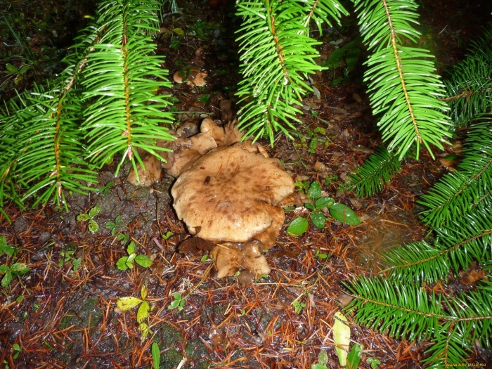 Млечник серо розовый lactarius helvus
