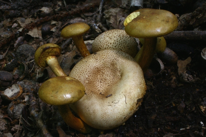 Ложный моховик гриб