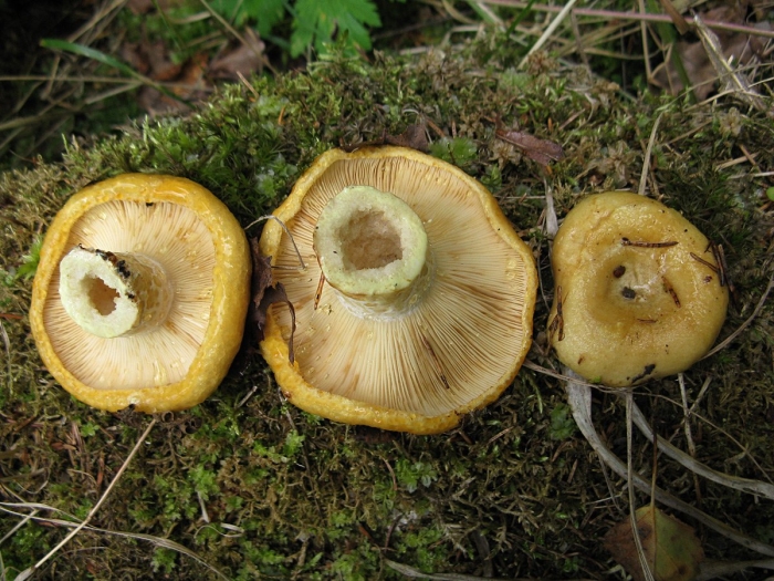 Груздь жёлтый lactarius scrobiculatus