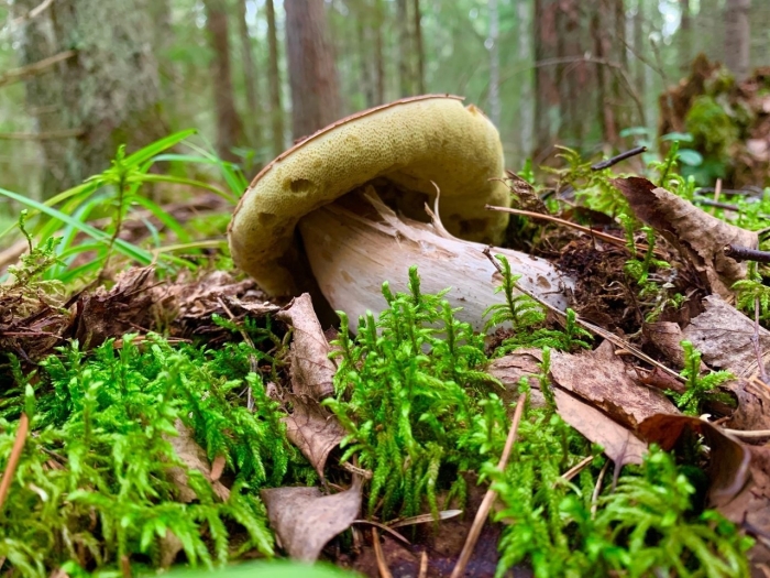 Еловик гриб