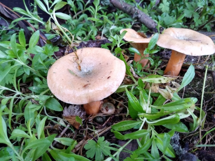 Рыжик сосновый боровой lactarius deliciosus