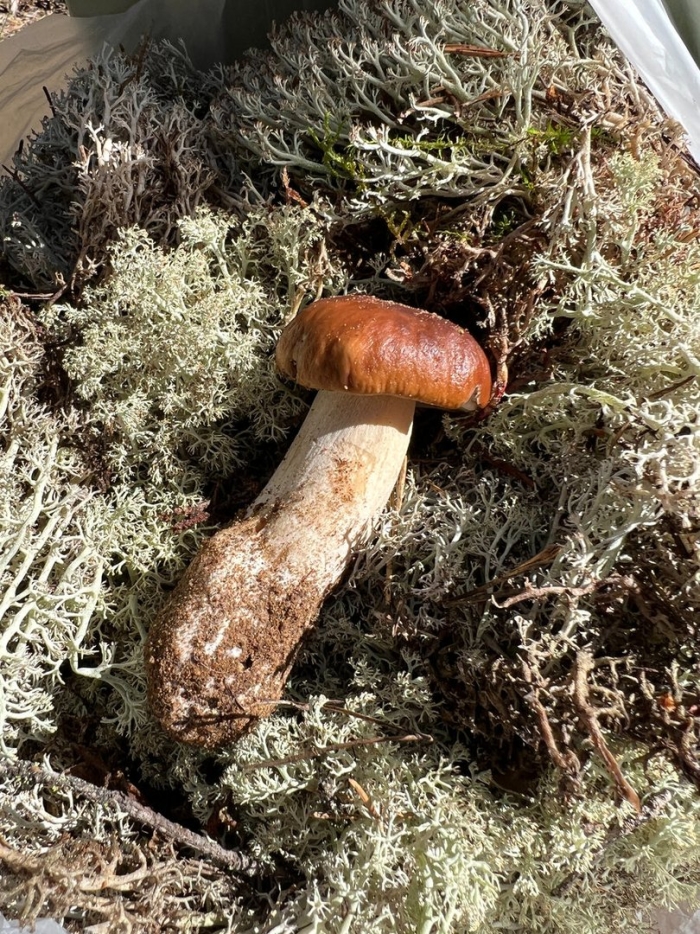 Белый гриб еловый
