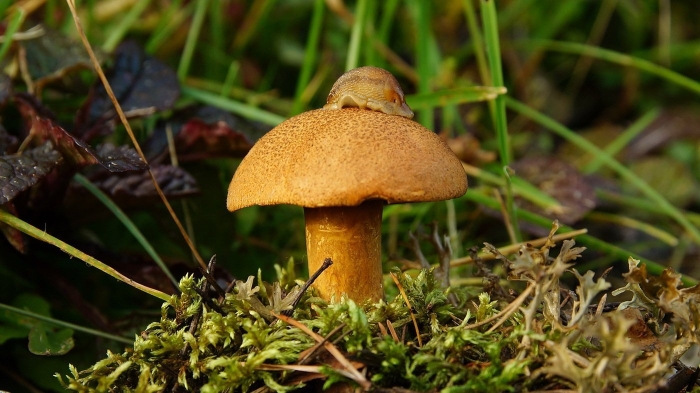 Моховик боровой