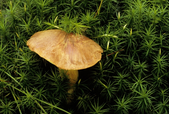 Гриб моховик съедобный