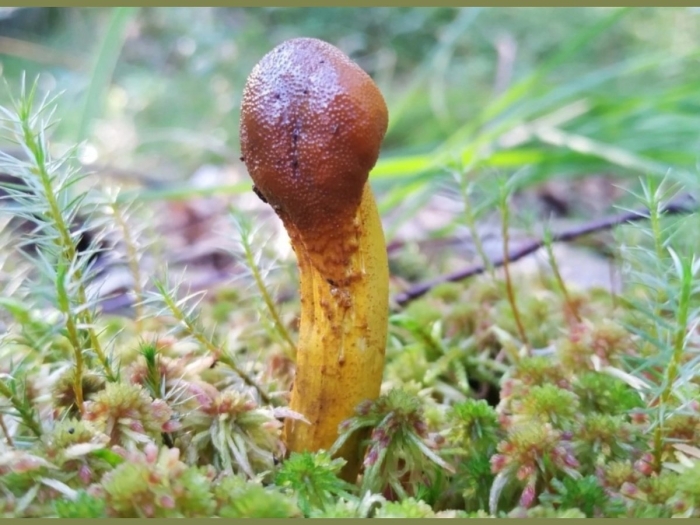 Паутинник болотный гриб