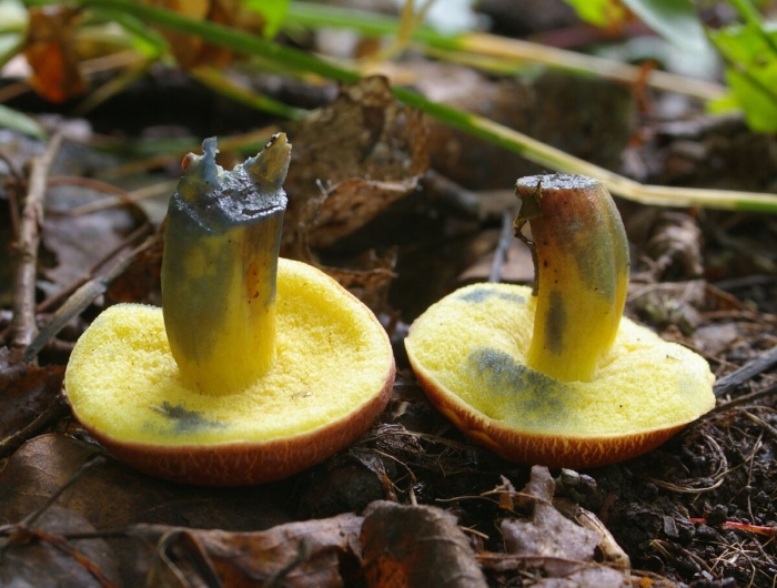 Cyanoboletus pulverulentus