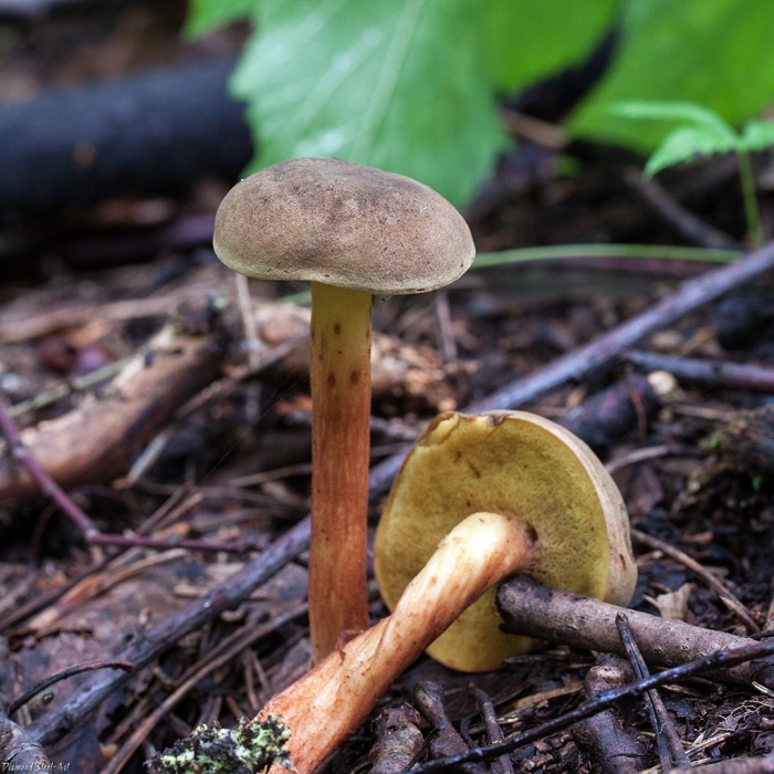 Моховик болетовые