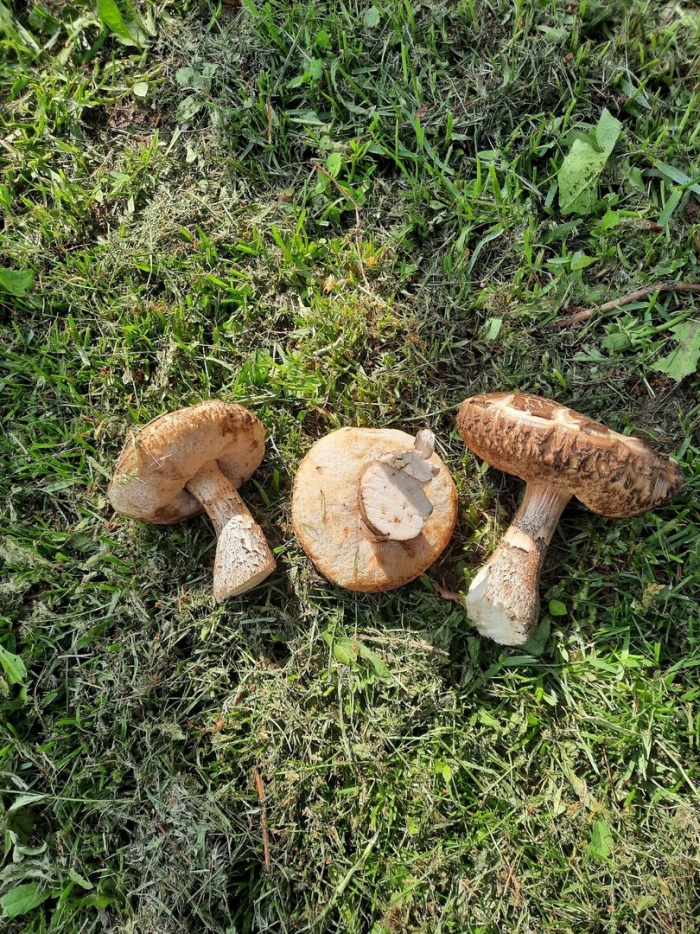 Грибы в подмосковье