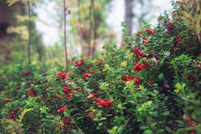 Vaccinium macrocarpon