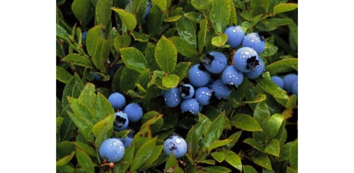 Куст черника