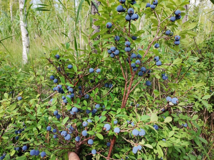 Голубика обыкновенная гонобобель