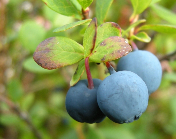 Голубика кустарничек