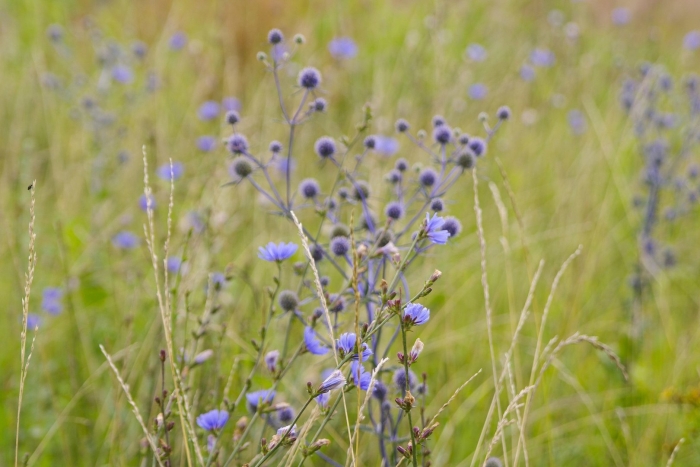 Дикий цикорий (cichorium