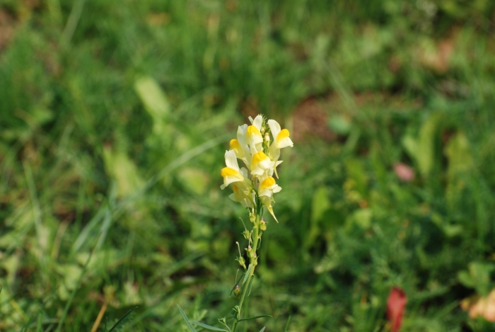 Марьянник луговой