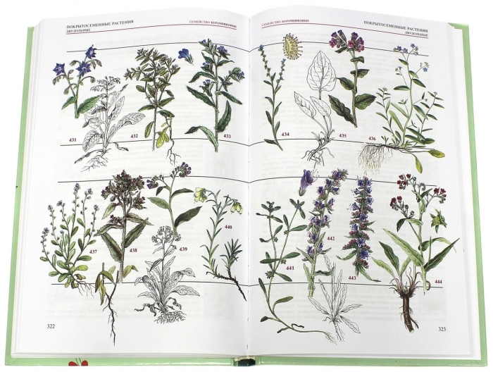 Карл гофман: ботанический атлас.