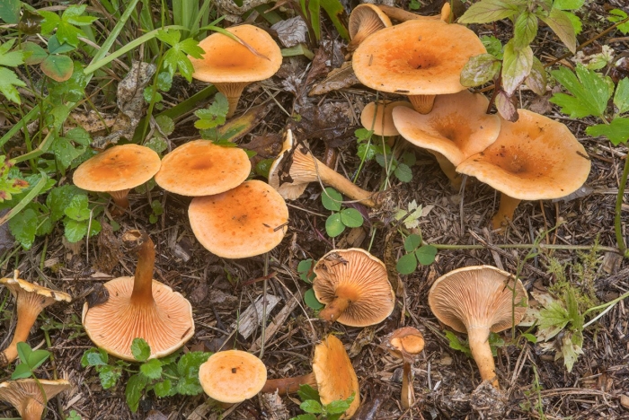 Лисичка ложная hygrophoropsis aurantiaca
