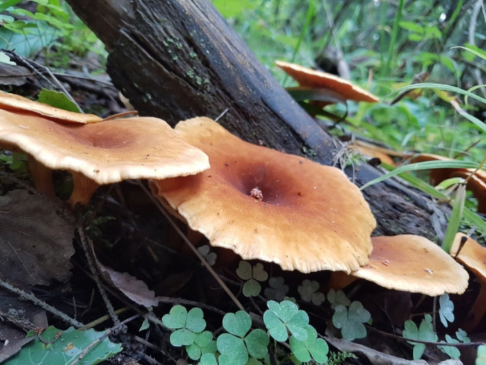 Говорушка оранжевая ложная лисичка