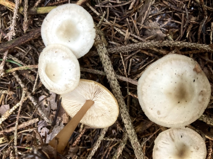 Говорушка благоухающая (clitocybe fragrans)