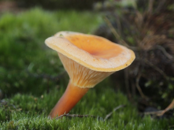 Гриб лисичка ложная