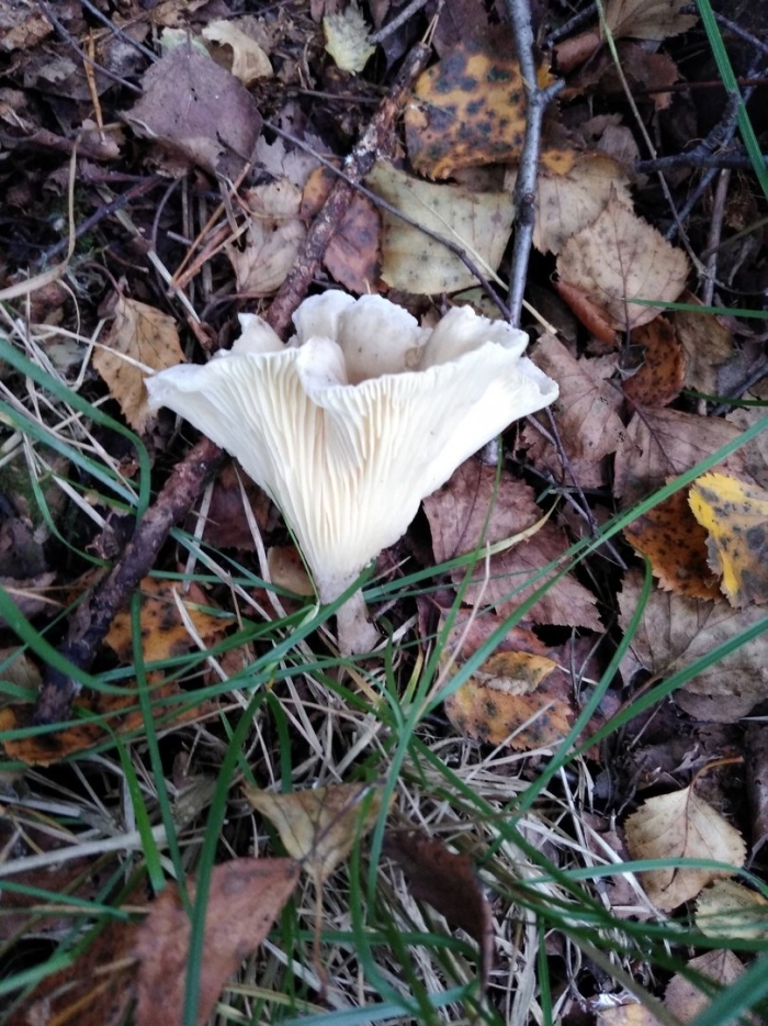 Говорушка подогнутая clitocybe geotropa