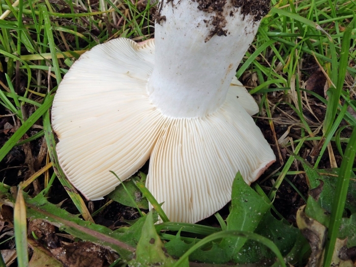 Russula delica (подгруздок белый)