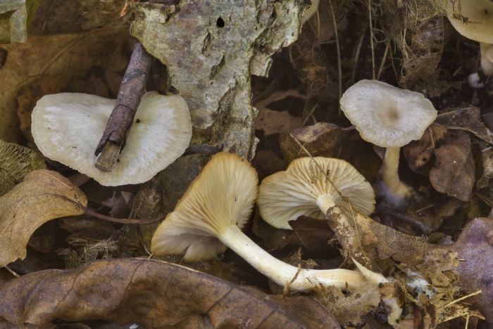 Говорушка бледноокрашенная. clitocybe