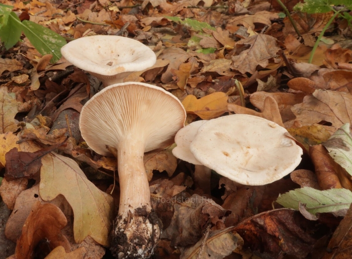 Гриб говорушка беловатая