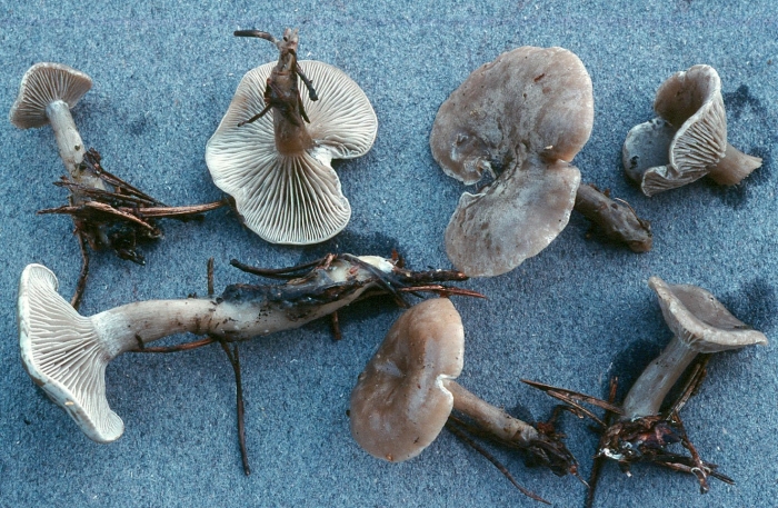 Говорушка беловатая (clitocybe rivulosa)съедобная???