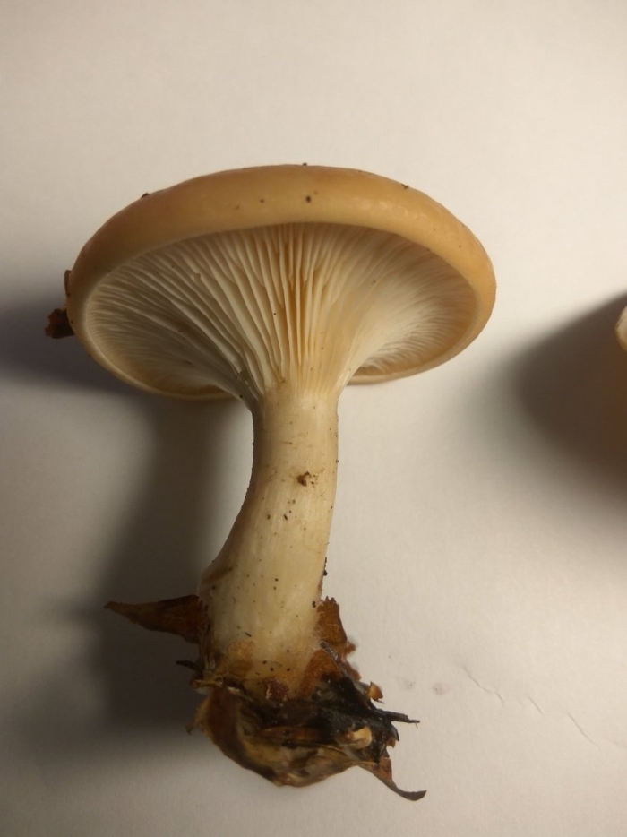 Говорушка восковатая гриб