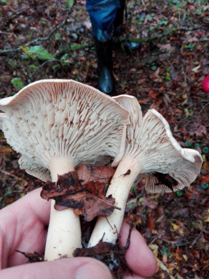 Говорушка подогнутая clitocybe geotropa