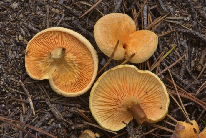 Говорушка гриб ложная лисичка