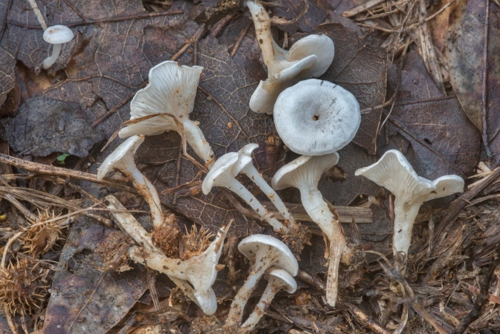 Говорушка беловатая