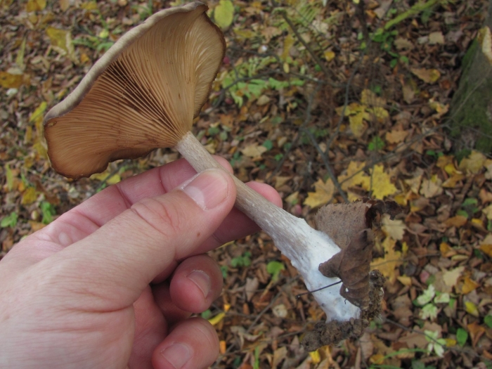 Говорушка бокаловидная