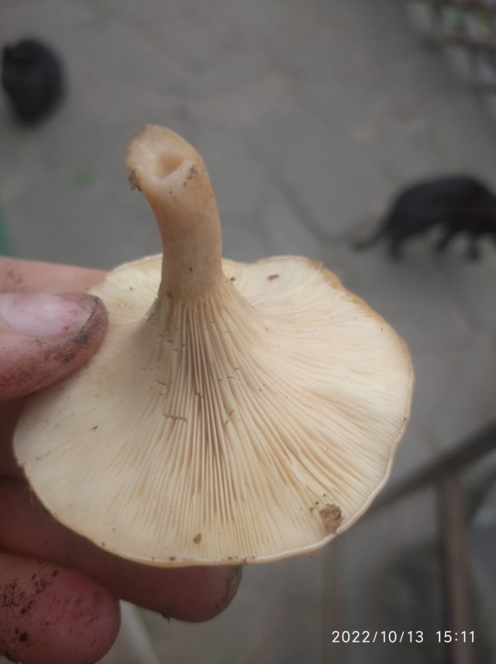 Говорушка перевёрнутая paralepista flaccida